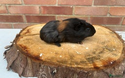 Guinea Pig rodents for sale: Free Male Guinea pigs  - Image 10