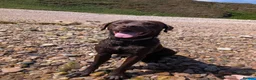 Mixed Breed dogs for sale: Labmaraners  in Kirriemuir - Advert 5