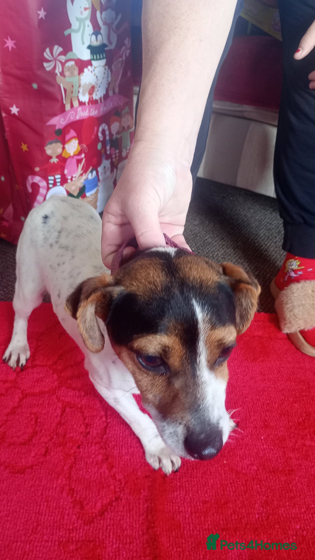 Mixed Breed dogs for sale: Jack Russell puppies  - Advert 11