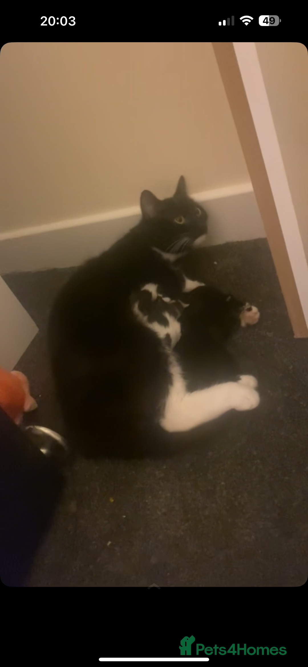 British Shorthair cats for sale: Kittens  - Advert 10