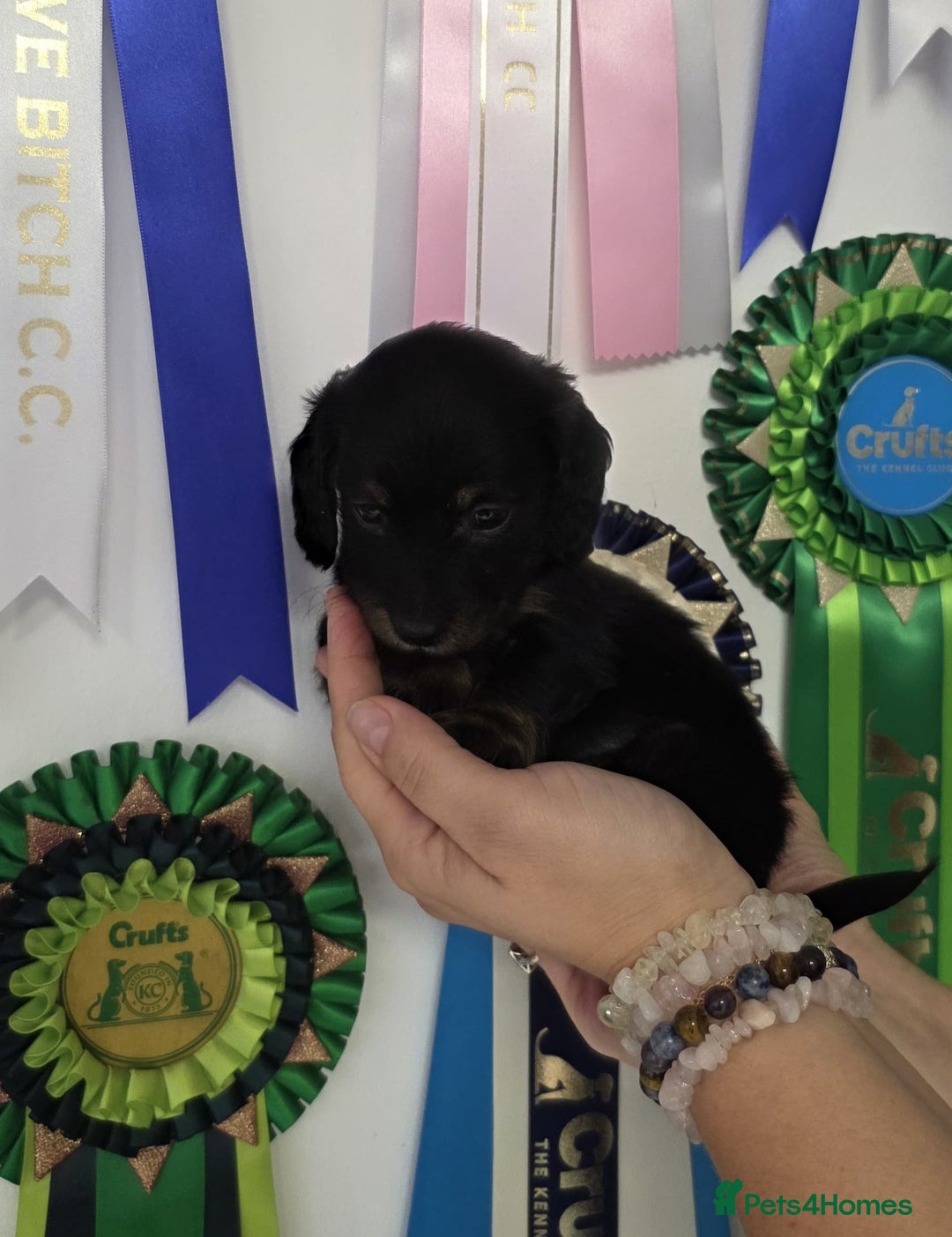 Miniature Dachshund dogs for sale: Adorable KC long coat boys available  - Advert 17