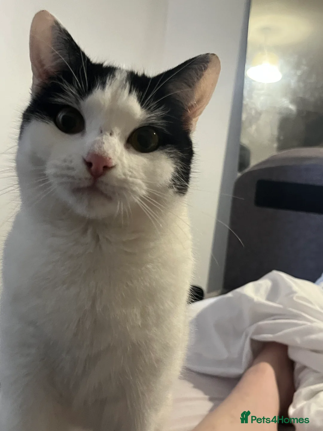 British Shorthair cats for sale: female kitten (10 months) in Northwich - Advert 1