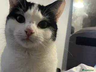 British Shorthair cats female kitten (10 months) - Advert 1