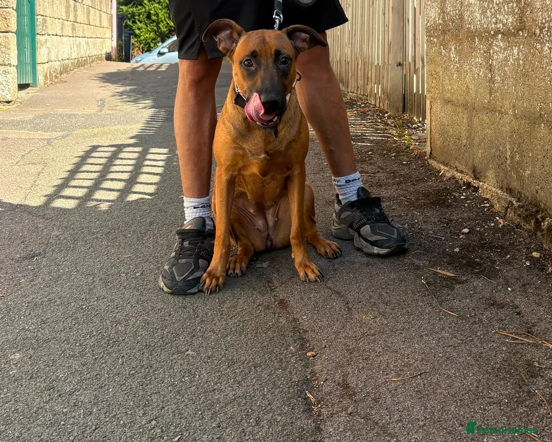 Belgian Shepherd Dog dogs for sale: Lovely female for sale  - Advert 2