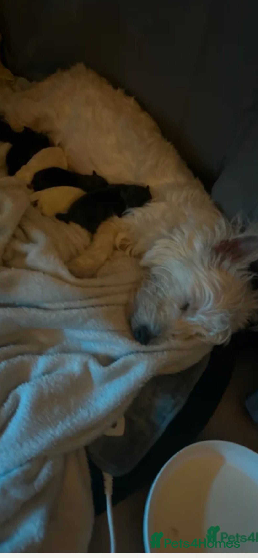 Mixed Breed dogs for sale: Seeking Help in Exchange for Puppy - Advert 1