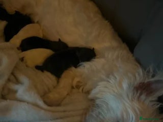 Mixed Breed dogs Seeking Help in Exchange for Puppy - Advert 1