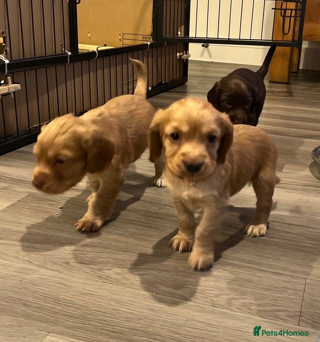Cocker Spaniel dogs for sale: Perfect working cocker spaniel puppies  - Image 16