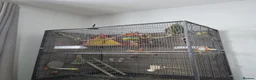 Parakeets birds for sale: 🐦❤️ FEMALE RED-RUMP PARAKEET & CAGE 💛🐦 in Biggleswade - Advert 2