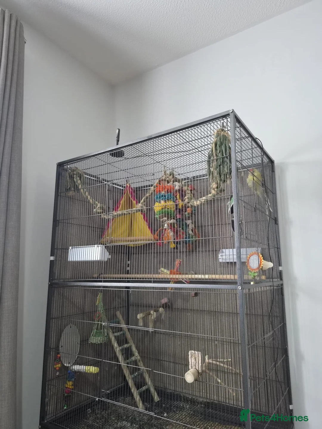 Parakeets birds for sale: 🐦❤️ FEMALE RED-RUMP PARAKEET & CAGE 💛🐦 in Biggleswade - Advert 2