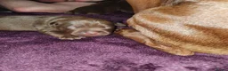 Patterdale Terrier dogs for sale: 5 patterdale puppies - Advert 7