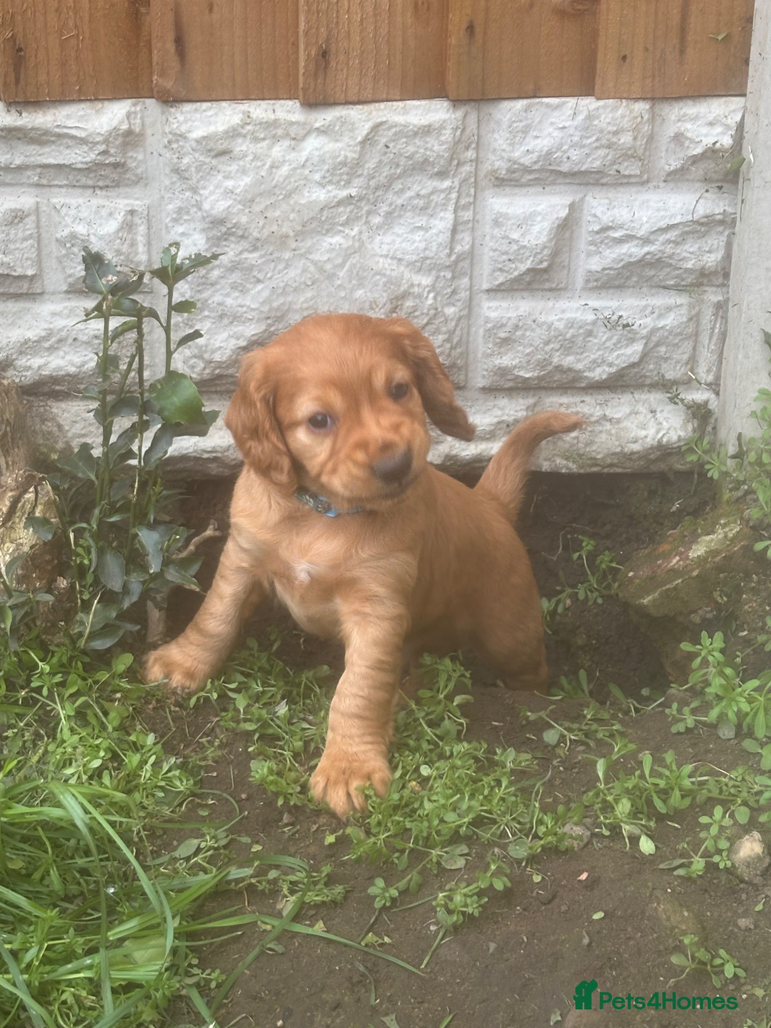 Cocker Spaniel dogs Beautiful KC Reg. Working Cocker Spaniels  - Advert 10