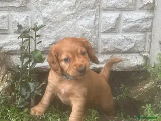 Cocker Spaniel dogs Beautiful KC Reg. Working Cocker Spaniels - Advert 10