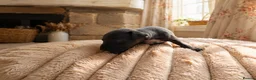 Italian Greyhound dogs for sale: 1 BOY LEFT Italian Greyhound Puppies - Advert 21