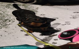 Rottweiler dogs for sale: Rottweiler  - Image 3