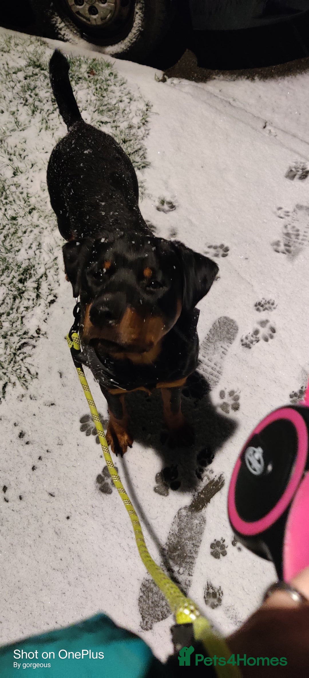 Rottweiler dogs for sale: Rottweiler  - Image 3