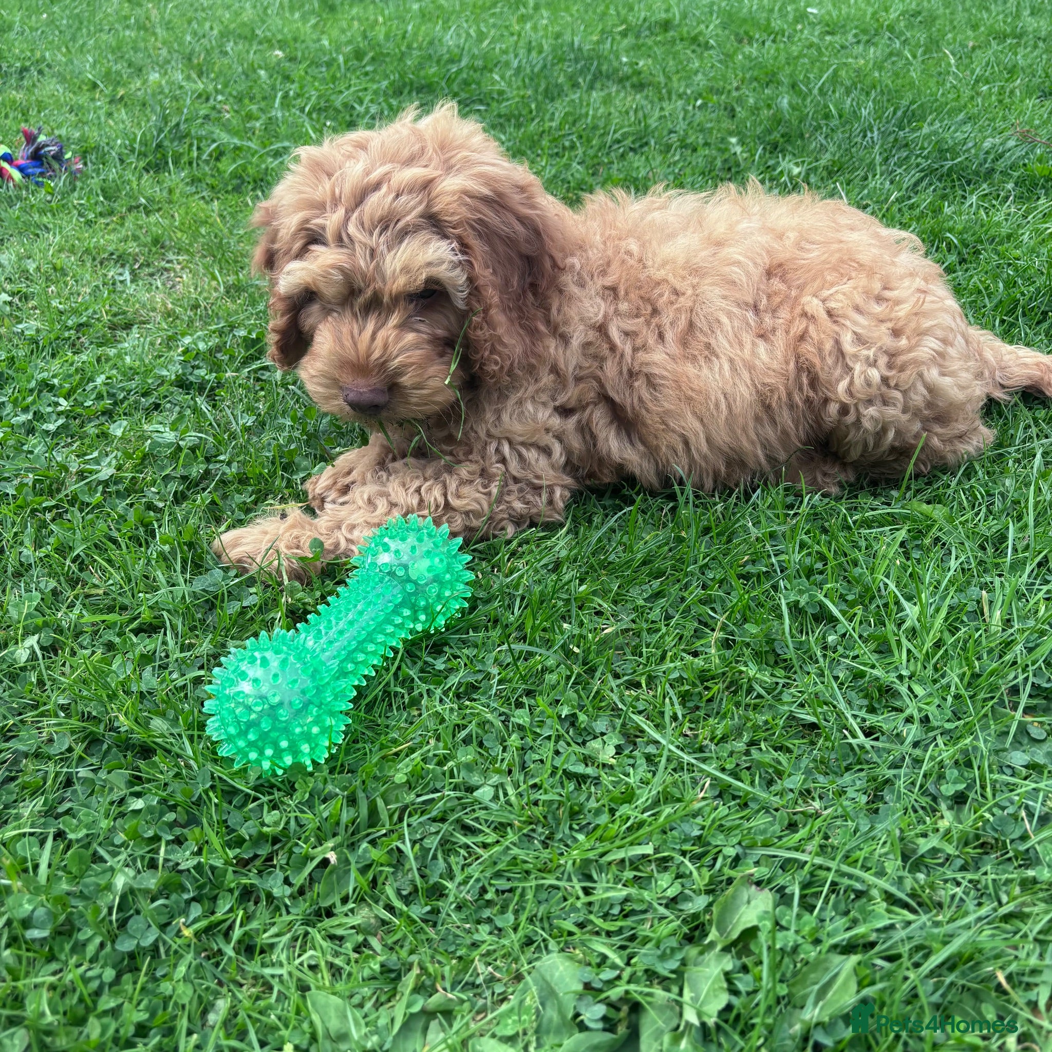 Cockapoo dogs Cockapoo puppies ready to leave 2 left - Advert 6