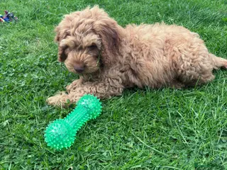 Cockapoo dogs Cockapoo puppies ready to leave 2 left - Advert 6