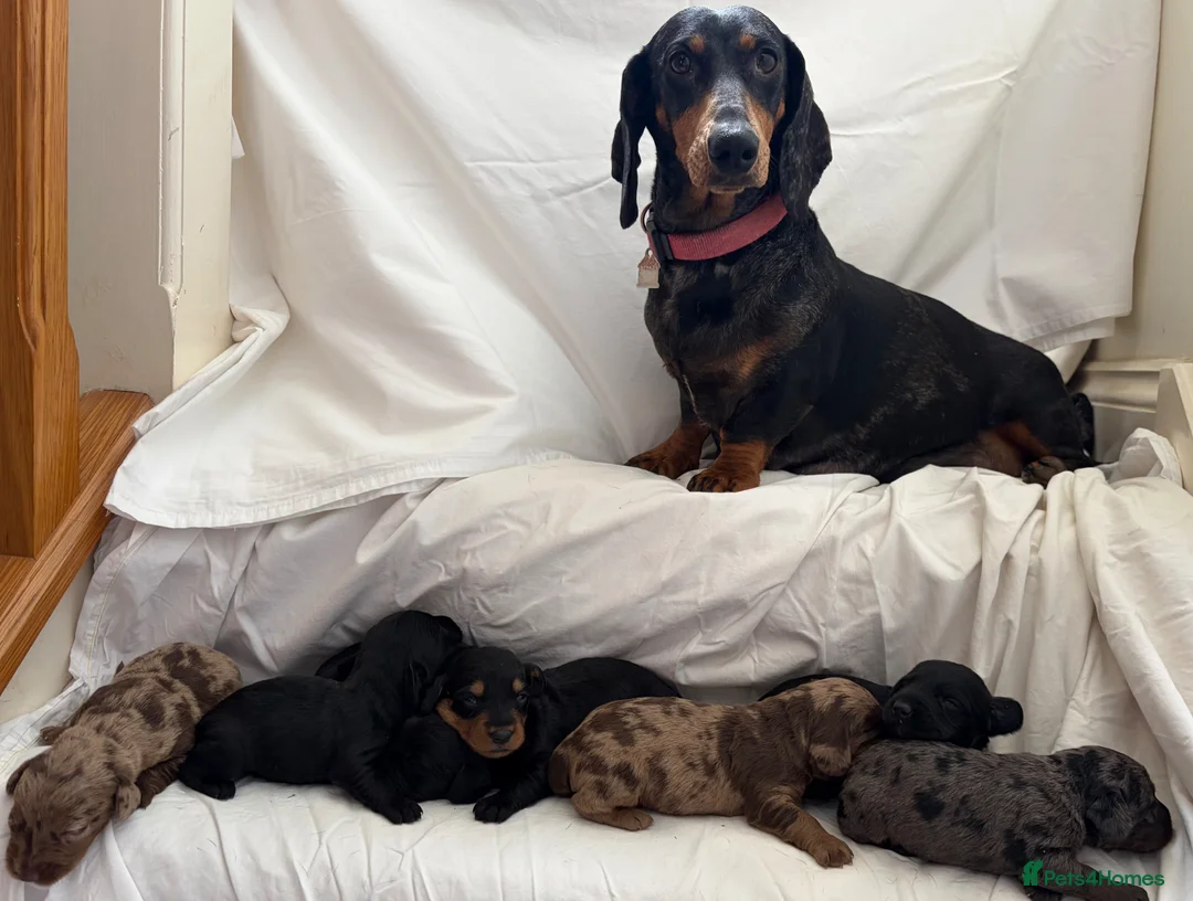 Doxiepoo dogs for sale: 7 Beautiful Doxiepoos  in Wetherby - Advert 1