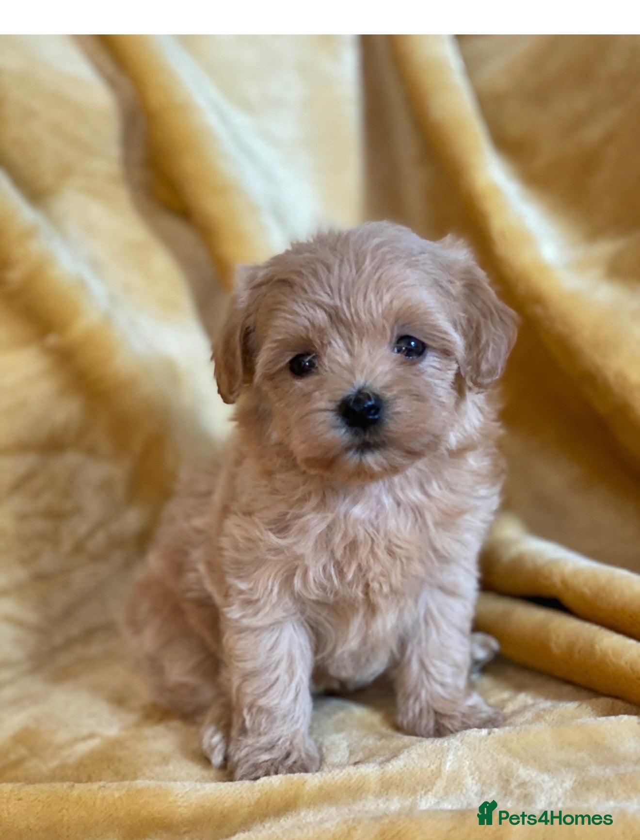 Maltipoo dogs Red Korean maltipoos tiny ready this weekend  - Advert 1