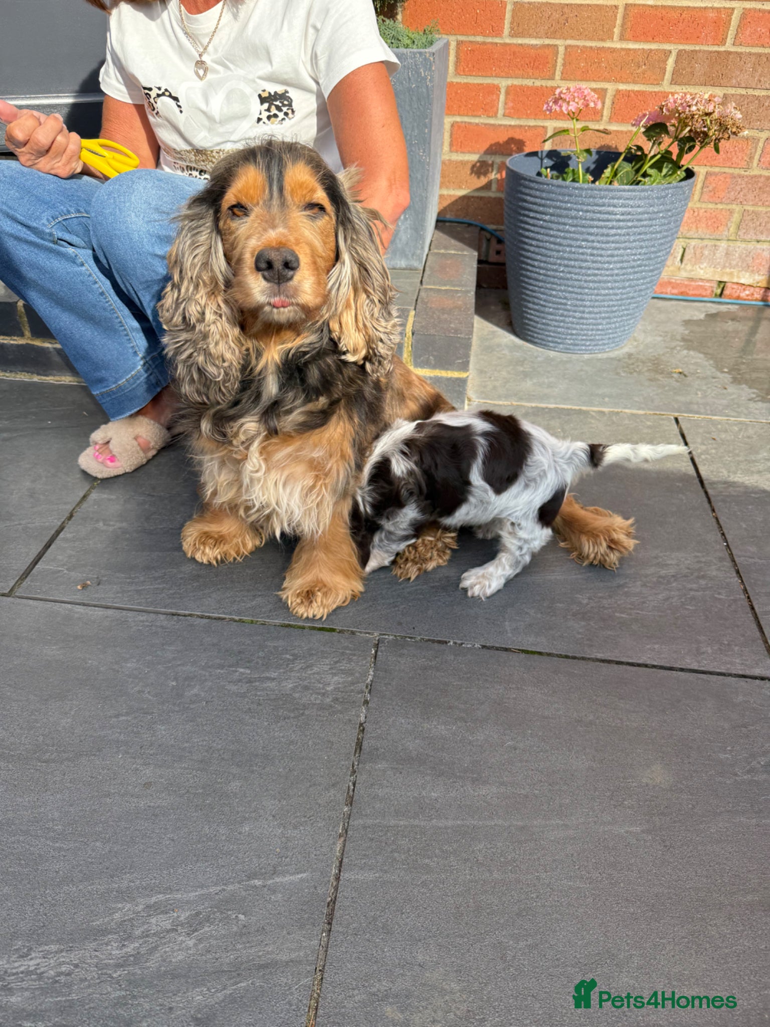 Cocker Spaniel dogs Show type cocker spaniel  - Advert 1