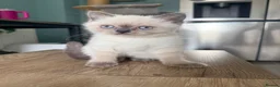 British Shorthair cats for sale: Ready Now! Beautiful BSH-Seal Point girl left! - Advert 4