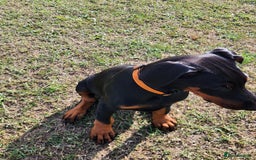 Dobermann dogs for sale: 1 Female available kc reg working line dobermann in Durham - Image 4