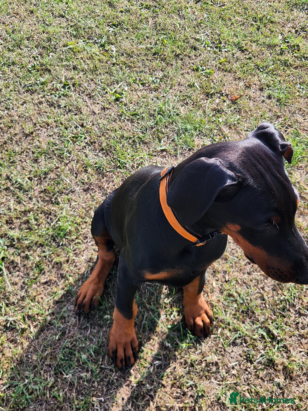 Dobermann dogs for sale: 1 Female available kc reg working line dobermann in Durham - Image 4