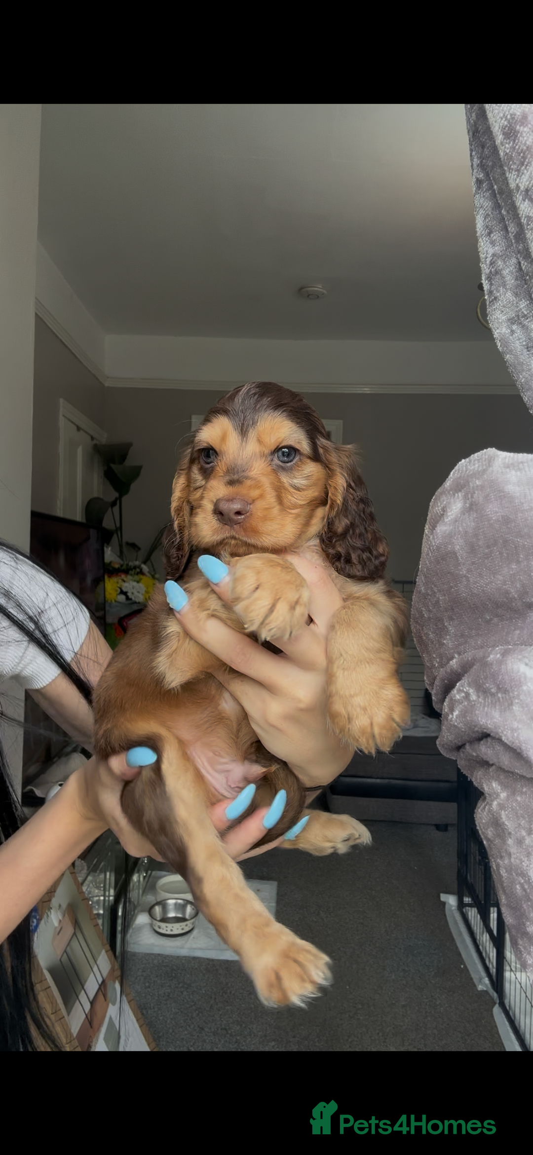 Cocker Spaniel dogs for sale: 7 beautiful chocolate sable cocker spaniels - Image 27