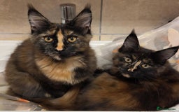 Maine Coon cats for sale: ❤️ Stunning ❤️ GCCF Registered Maine Coon Kittens - Image 1