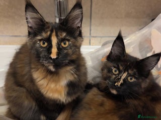 Maine Coon cats - Advert 9