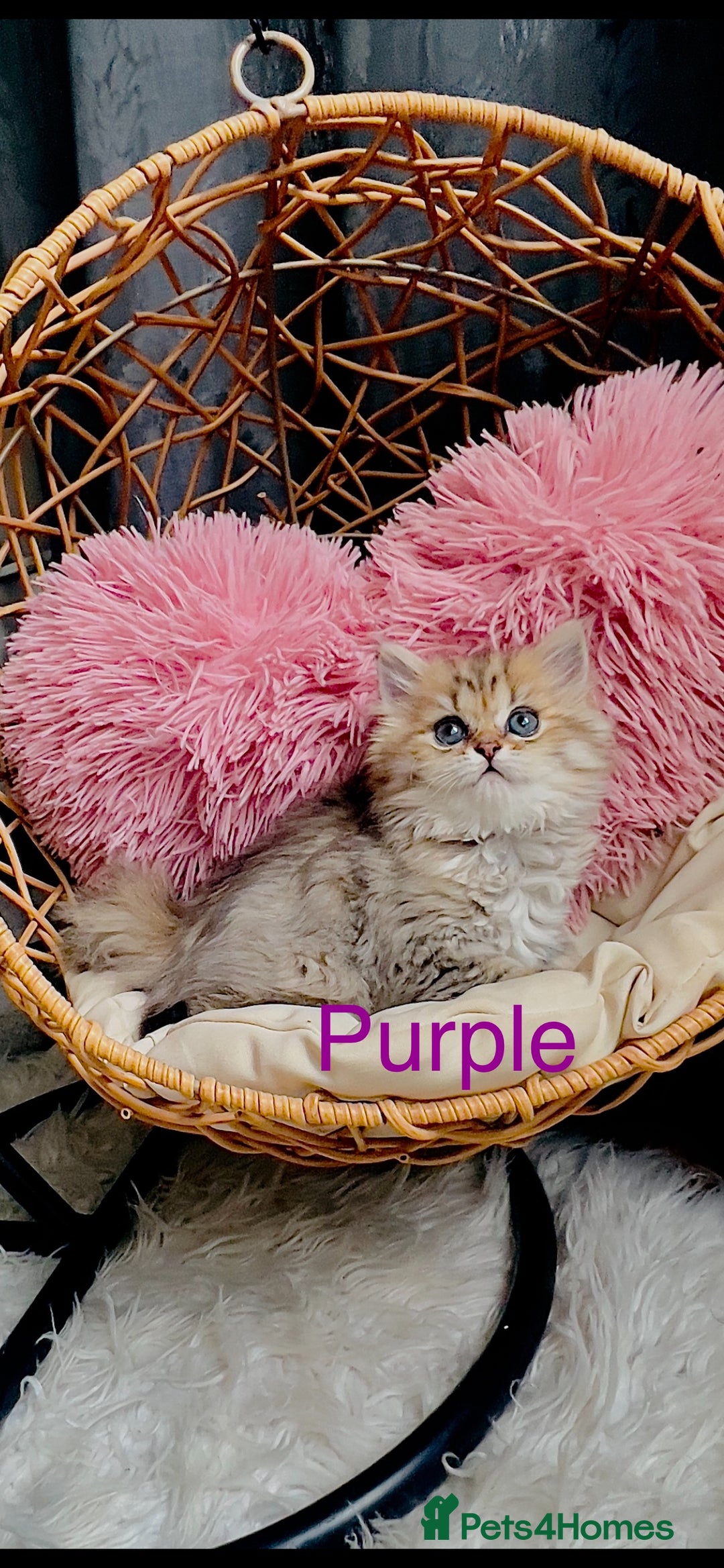 Scottish Fold cats for sale: 💞Beautiful Scottish Fold and Straight kittens🐾 - Image 6