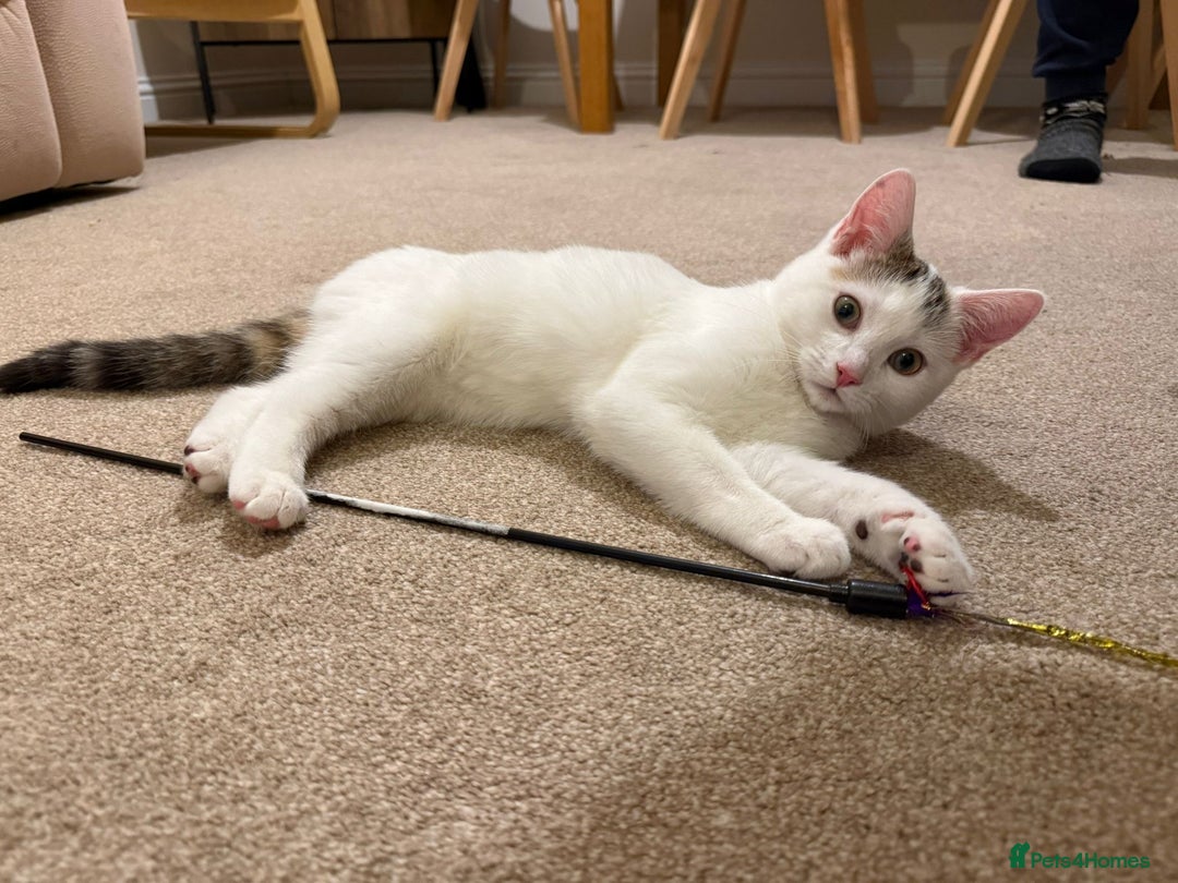 Domestic Shorthair cats for sale: Friendly Young Female Cat - Advert 4