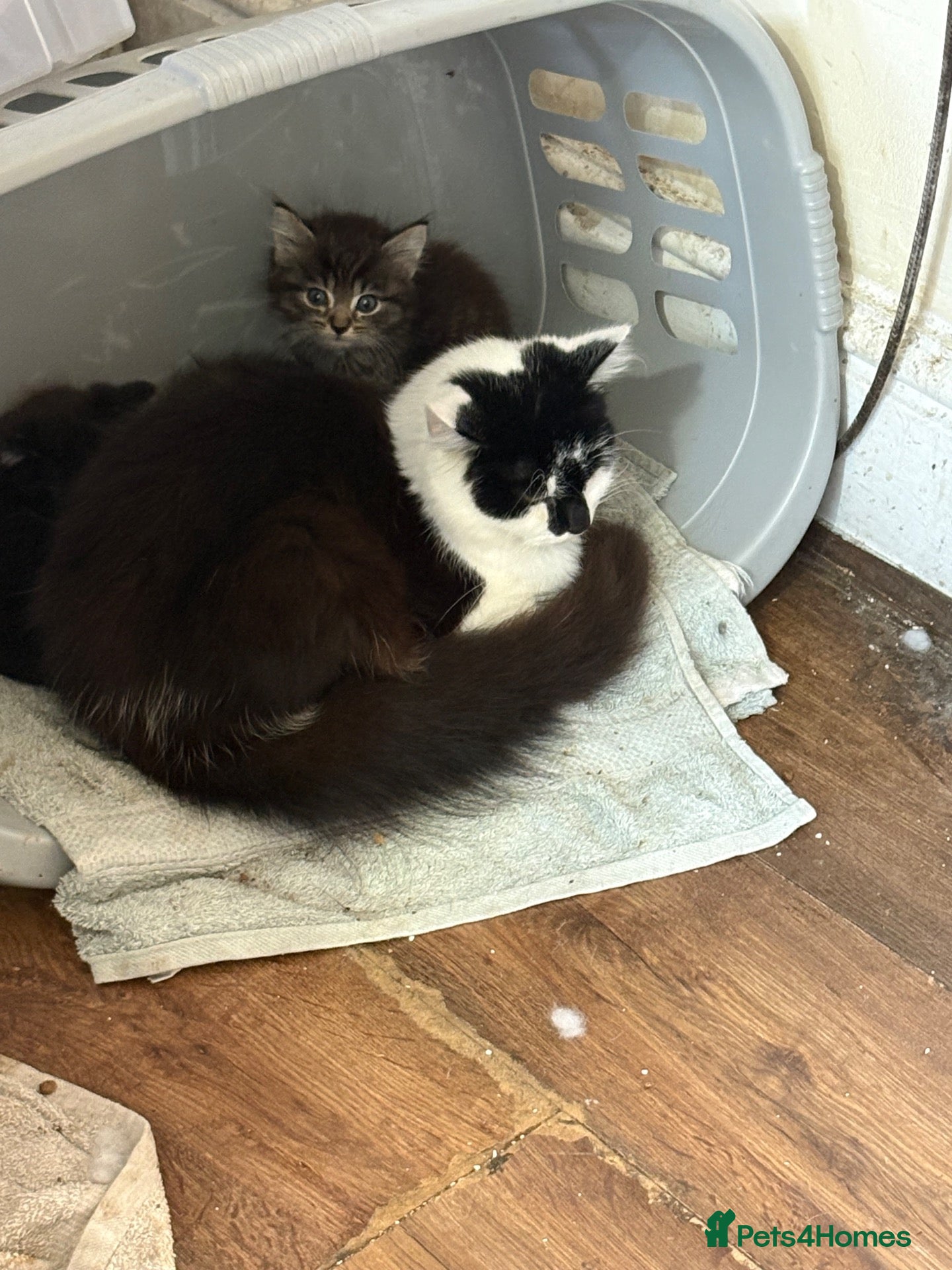 Mixed Breed cats 9 month old roughly siblings  - Advert 6