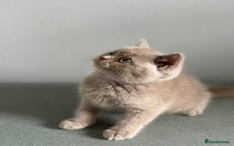 British Shorthair cats for sale: 🌈Beautiful Full Pedigree British Shorthairs 🌈🐱 - Image 20