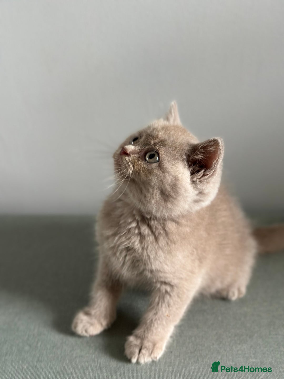 British Shorthair cats for sale: 🌈Beautiful Full Pedigree British Shorthairs 🌈🐱 - Image 20