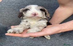 Cockapoo dogs for sale: Adorable Cockerpoo Puppies Ready - Image 21