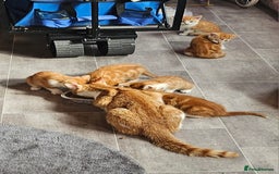 Mixed Breed cats for sale: Kitties for sale  - Image 7