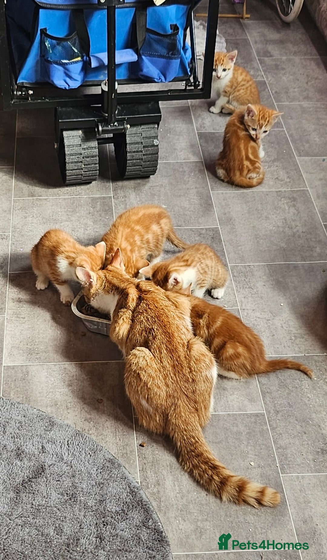 Mixed Breed cats for sale: Kitties for sale  - Image 7