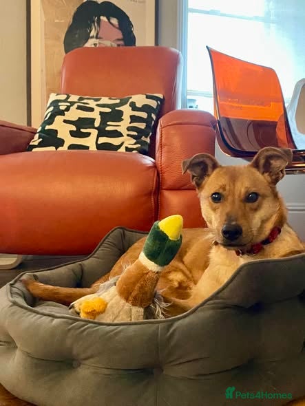 Mixed Breed dogs Sandy for adoption in Leigh-on-Sea - Advert 1