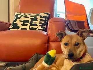 Mixed Breed dogs Sandy for adoption in Leigh-on-Sea - Advert 1