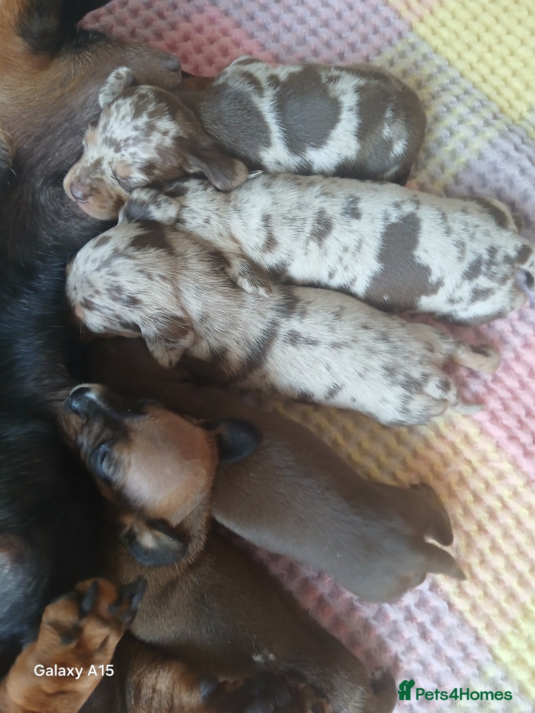 Miniature Dachshund dogs for sale: Minture dachshund puppies  - Image 6