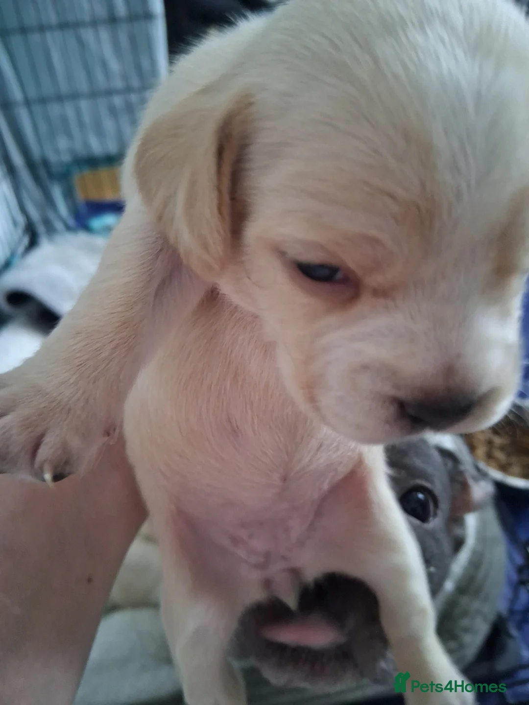 Mixed Breed dogs for sale: Fockers - Advert 6