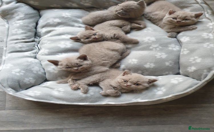 British Shorthair cats - Advert 6