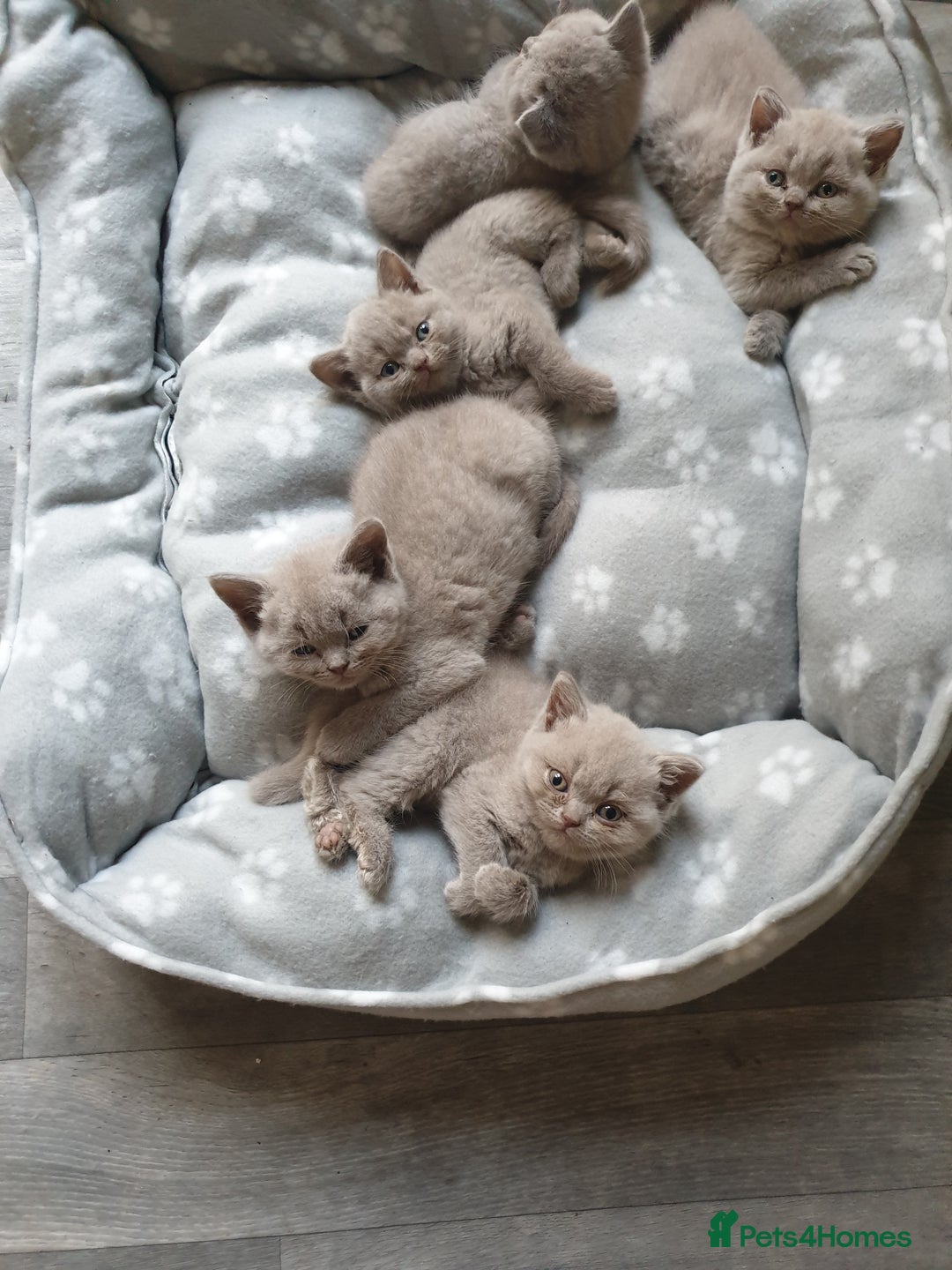 British Shorthair cats for sale: British short hair kittens GCCF registered  - Image 1