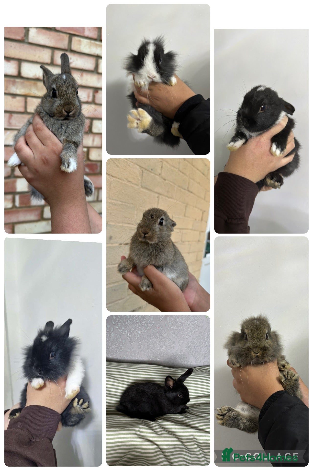 Mixed Breed rabbits Lionhead x Mini Rex Bunnies! - Advert 1