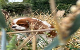 Cavalier King Charles Spaniel dogs for sale: Kc Cavalier King Charles Spaniel pups DNA tested  - Image 16