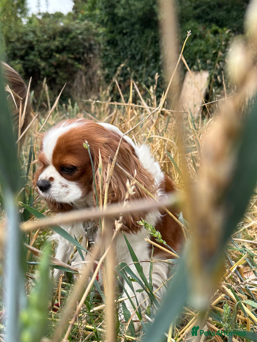 Cavalier King Charles Spaniel dogs for sale: Kc Cavalier King Charles Spaniel pups DNA tested  - Image 16