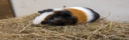 Guinea Pig rodents for sale: Gorgeous male guinea pig Ziggy - Advert 2
