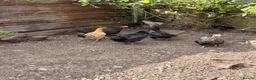 Chickens poultry for sale: Egg laying hens and chicks - Advert 11