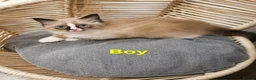 Ragdoll cats for sale: Bicolour ragdoll kittens  - Advert 8